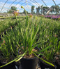Daring Deception Daylily nursery container plant