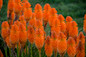 Pyromania Orange Blaze Red Hot Poker with Orange Blooms