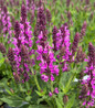 Pink Profusion Salvia blooms