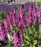 Pink Profusion Salvia flower focus