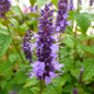 Little Adder Hyssop flowering