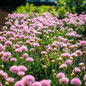 Row Of Dreameria® Sweet Dreams Armeria Plants Blooming