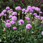 Dreameria® Sweet Dreams Armeria Stems With Flowers