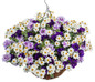 Campfire Marshmallow Bidens in a combination hanging basket