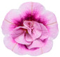 Superbells Double Smitten Pink Calibrachoa flower close up