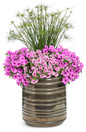 Superbells Double Smitten Pink Calibrachoa in a combination planter