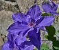 Clematis Lindsay climbing