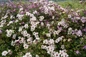 Princess Kate Clematis garden display