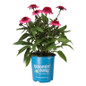 Double Scoop™ Watermelon Deluxe Coneflower In Bloomin Easy Pot
