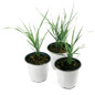 Karl Foerster Feather Reed Grass in a Nursery Container