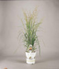 Karl Foerster Feather Reed Grass in a Proven Winners Pot