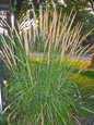 Karl Foerster Feather Reed Grass in Landscaping