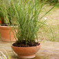 Karl Foerster Feather Reed Grass Growing in Planter