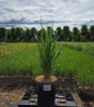 Karl Foerster Feather Reed Grass nursery container plant