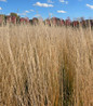 Karl Foerster Feather Reed Grass vertical grass clump