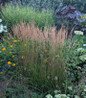 Karl Foerster Feather Reed Grass landscape accent planting