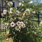 Angel Eyes hibiscus, 3rd year and it’s exploding