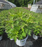 Summerific All Eyes on Me Hibiscus in #3 pot