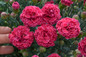 Fruit Punch Raspberry Ruffles Pinks Dianthus with Pink Blooms