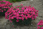 Fruit Punch Raspberry Ruffles Pinks Dianthus Blooming