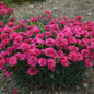 Fruit Punch Raspberry Ruffles Pinks Dianthus Blooming