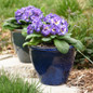 healthy Bouquet Perfect Blue Ripples Primrose