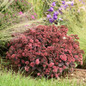 healthy Rock 'N Grow Midnight Velvet Stonecrop Sedum