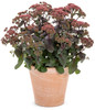 sedum rock n grow midnight velvet in garden planter