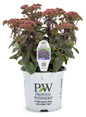 Rock 'N Grow Midnight Velvet Stonecrop Sedum in proven winners pot