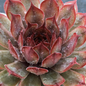 Chick Charms® Autumn Apple Succulent