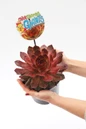 Copper Canyon Hens and Chicks showcasing reddish leaves.jpg