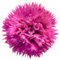 Fruit Punch Spiked Punch Pinks Dianthus Pink Flower Up Close