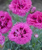 Fruit Punch Spiked Punch Pinks Dianthus with Pink Blooms