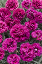 Fruit Punch Spiked Punch Pinks Dianthus with Pink Flowers