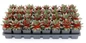 Chick Charms Giants Glacier Blue Hens and Chicks growing containers