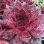 healthy Chick Charms Giant Maroon Mountain Hens and Chicks