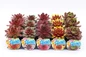 chick charms giants varieties