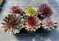 Hens and Chicks forming succulent clusters