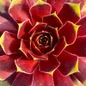 Chick Charms Gold Crown Hens and Chicks foliage close up