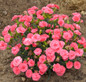 Fruit Punch Classic Coral Pinks Dianthus in Landscaping