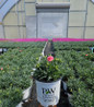 Pinks nursery container plant