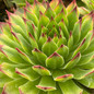 healthy sempervivum chick charms mint chocolate chip hens and chicks