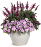 Superbena Pink Cashmere Verbena in combination planter