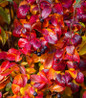 Black Chokeberry red fall color
