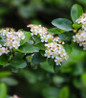 Black Chokeberry white spring flowers