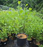 Black Chokeberry container crop