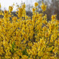 Spring Fling® Forsythia Blooming