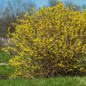 Spring Fling® Forsythia Growing in the Sunlight