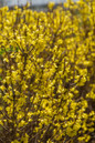  Spring Fling® Forsythia Foliage