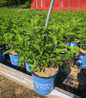 Dragon Baby™ Panicle Hydrangea #2 pot